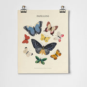 papillons butterflies art print unframed -16"x20"