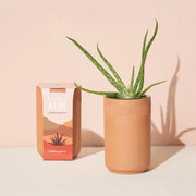 terracotta grow kit - healing aloe