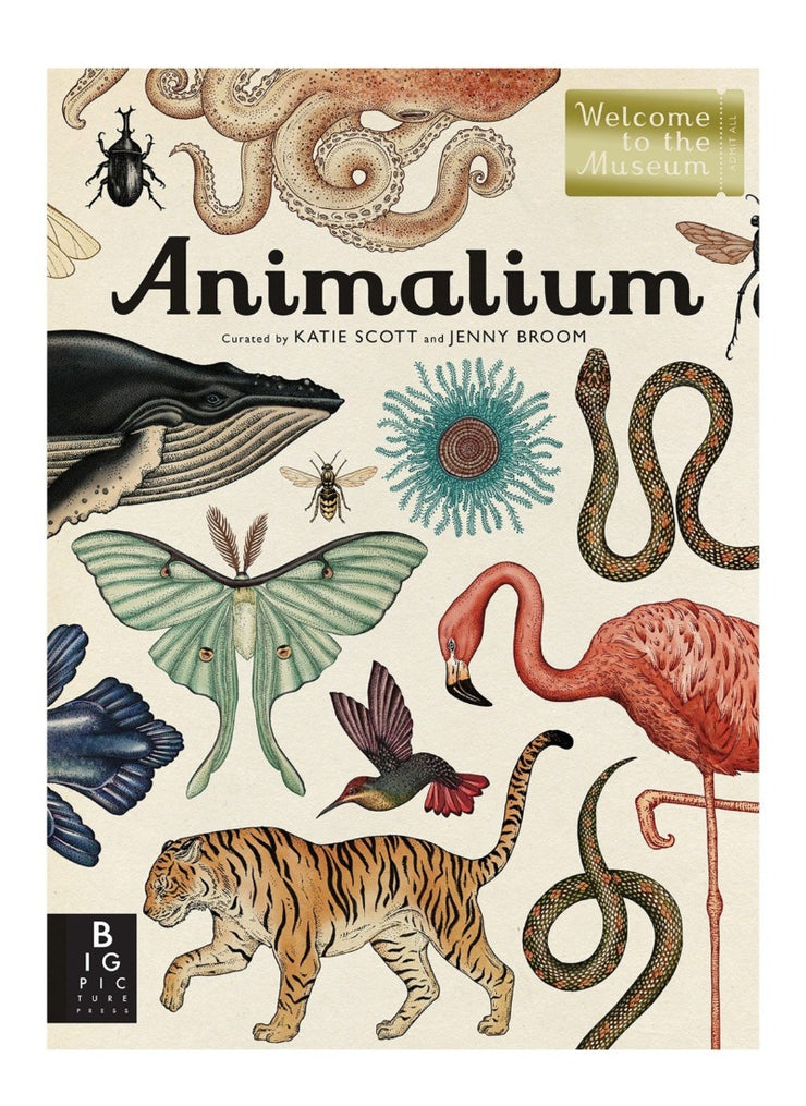 animalium animal kingdom book